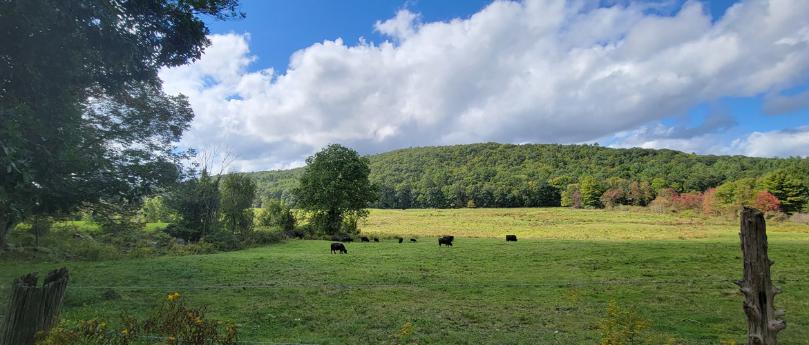 willington farm land