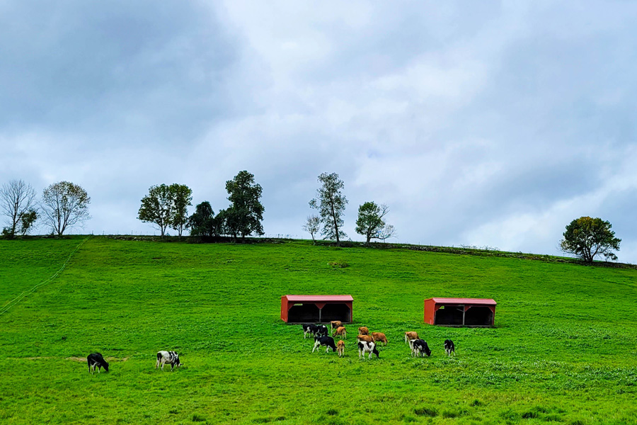 storrs cows