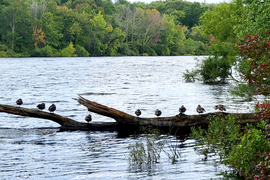 Shenipsit Lake