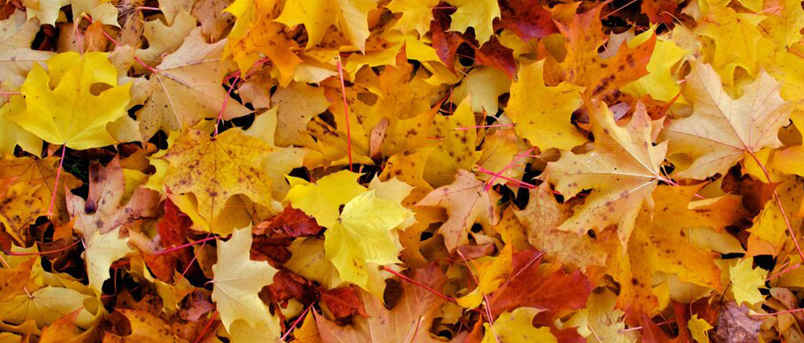 leaves
